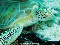 Turtle on Turtle reef - funny old thing that :-) !!!! by Stephan Attwood 